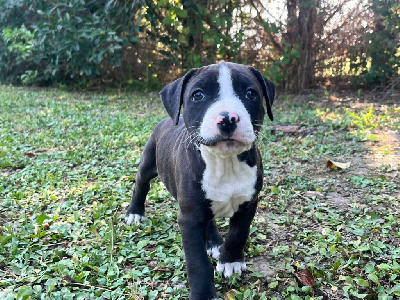 Les chiots de American Staffordshire Terrier