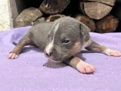 Les chiots de American Staffordshire Terrier