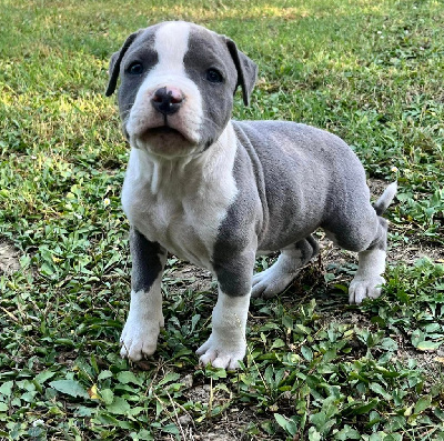 Les chiots de American Staffordshire Terrier