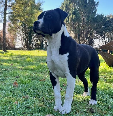 Les chiots de American Staffordshire Terrier