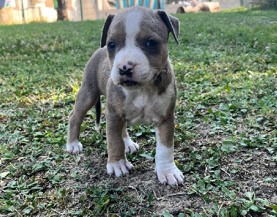 Les chiots de American Staffordshire Terrier