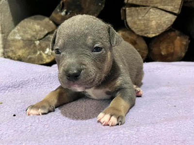 Les chiots de American Staffordshire Terrier