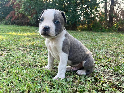 Les chiots de American Staffordshire Terrier