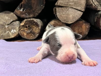 Les chiots de American Staffordshire Terrier