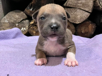 Les chiots de American Staffordshire Terrier