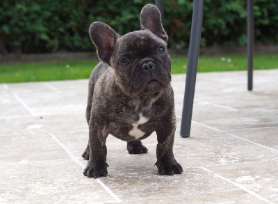 Les chiots de Bouledogue français