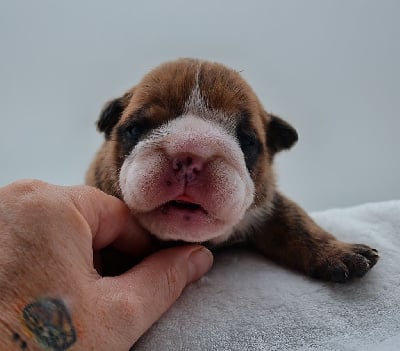 Les chiots de Bulldog Anglais