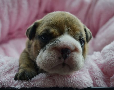 Les chiots de Bulldog Anglais