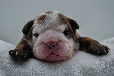 Les chiots de Bulldog Anglais