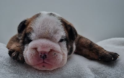 Les chiots de Bulldog Anglais