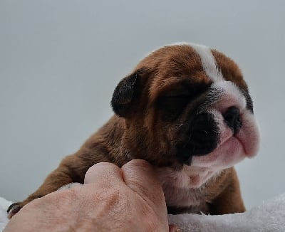 Les chiots de Bulldog Anglais