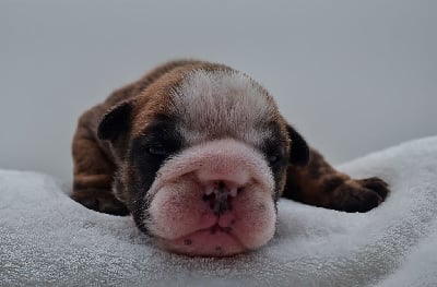 Les chiots de Bulldog Anglais