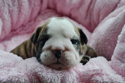 Les chiots de Bulldog Anglais