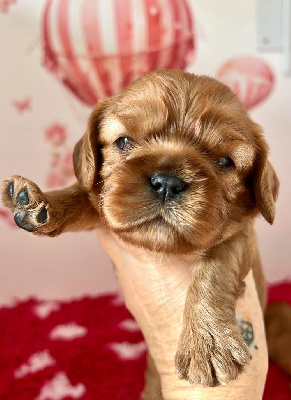 Les chiots de Cavalier King Charles Spaniel