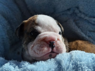 Les chiots de Bulldog Anglais