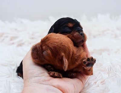 CHIOT - Cavalier King Charles Spaniel