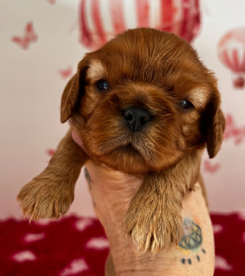 Les chiots de Cavalier King Charles Spaniel