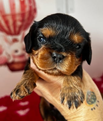 Les chiots de Cavalier King Charles Spaniel