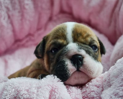 Les chiots de Bulldog Anglais