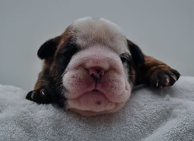 Les chiots de Bulldog Anglais