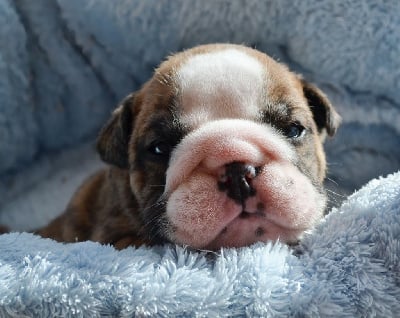 Les chiots de Bulldog Anglais