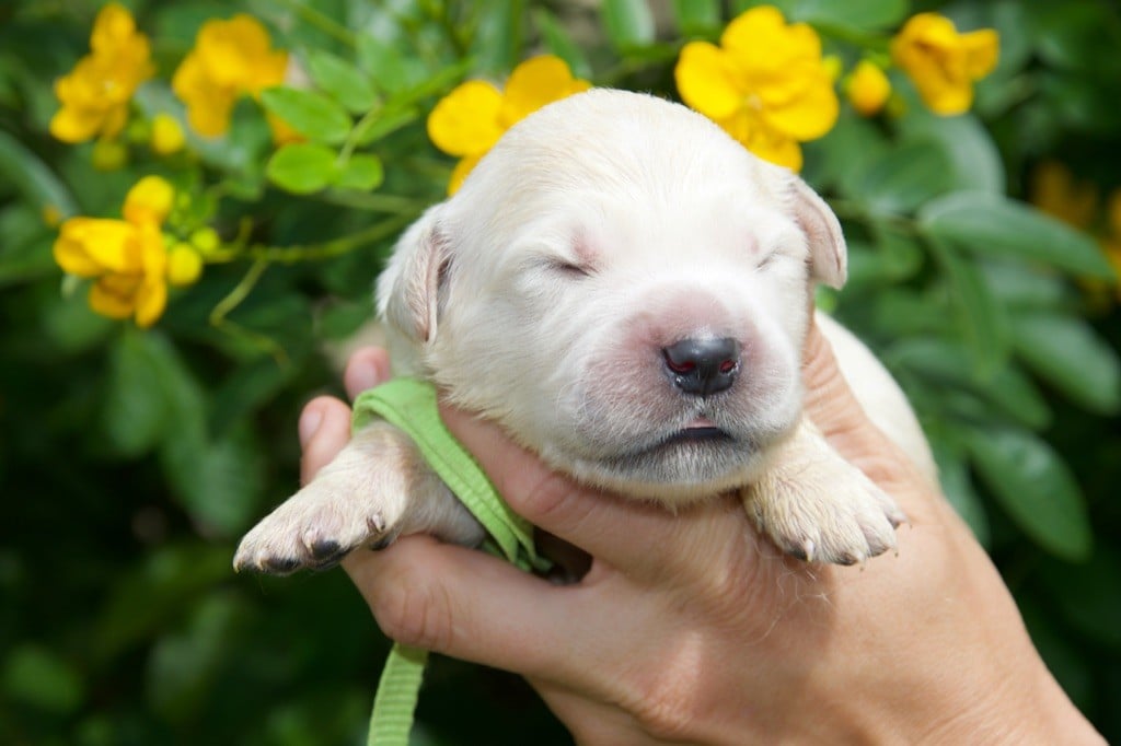 Collier vert clair - Golden Retriever