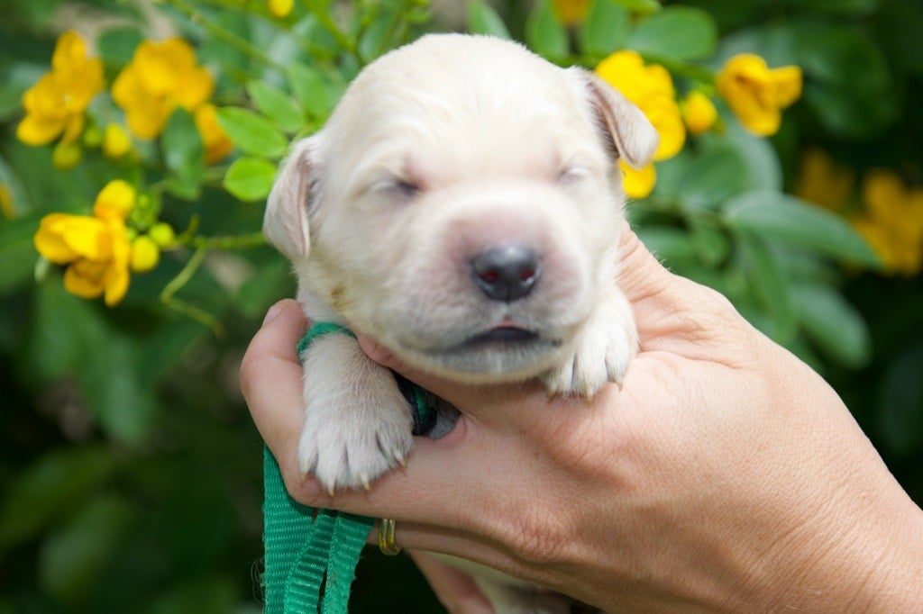 Collier vert - Golden Retriever