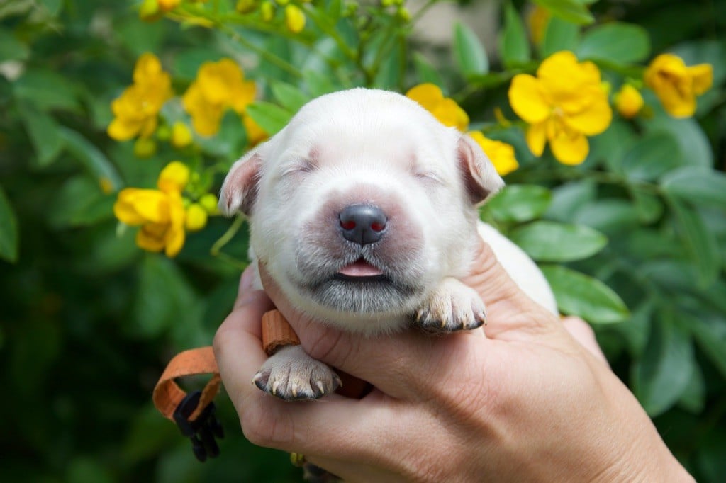 Collier orange - Golden Retriever