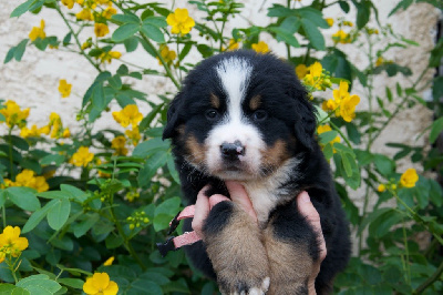 Les chiots de Bouvier Bernois