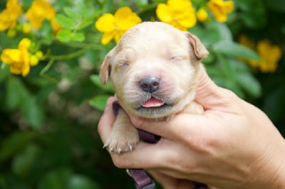 Collier violet - Golden Retriever