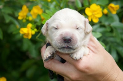 Les chiots de Golden Retriever