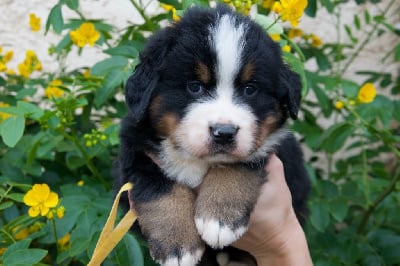 Les chiots de Bouvier Bernois