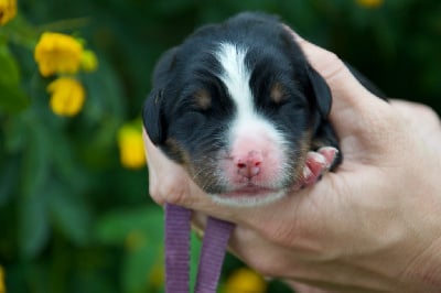 Les chiots de Bouvier Bernois