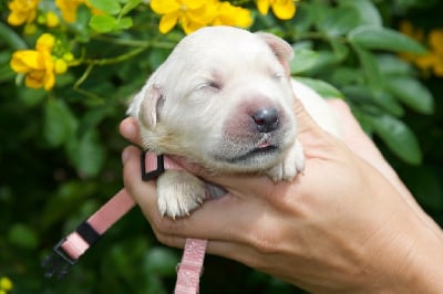 Collier rose - Golden Retriever