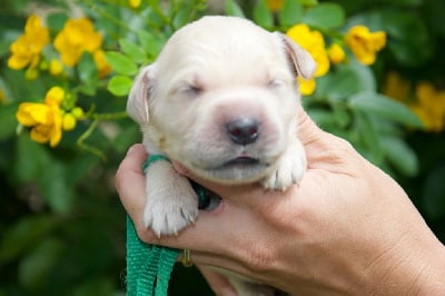 Les chiots de Golden Retriever