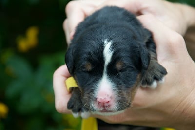 Les chiots de Bouvier Bernois