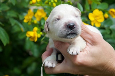 Collier gris - Golden Retriever