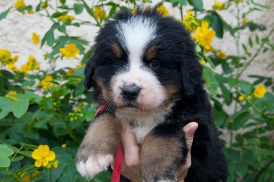 Les chiots de Bouvier Bernois