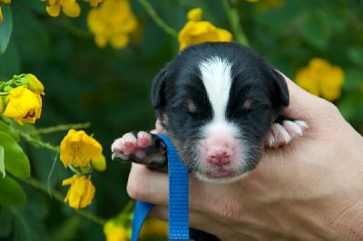 Les chiots de Bouvier Bernois