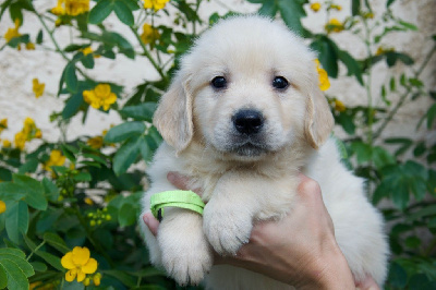 Les chiots de Golden Retriever