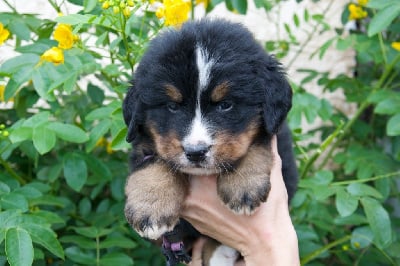 Les chiots de Bouvier Bernois