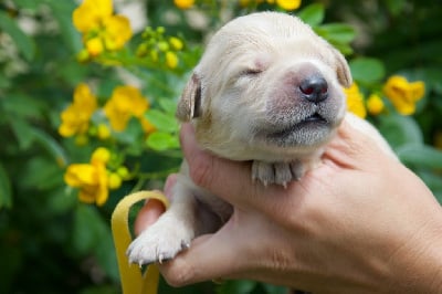 Les chiots de Golden Retriever