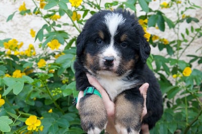 Les chiots de Bouvier Bernois