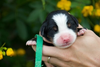 Les chiots de Bouvier Bernois