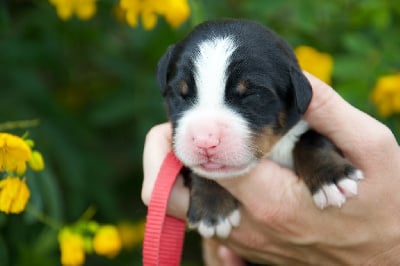 Les chiots de Bouvier Bernois