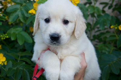 Les chiots de Golden Retriever