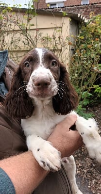 Les chiots de English Springer Spaniel