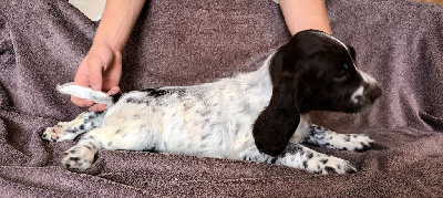 Les chiots de English Springer Spaniel