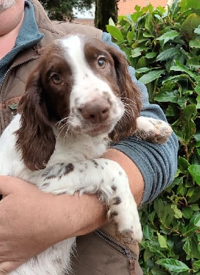 Les chiots de English Springer Spaniel