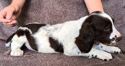 Les chiots de English Springer Spaniel